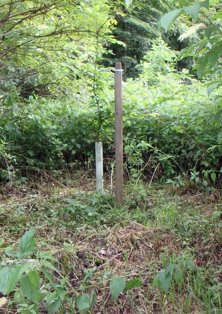 Baum mit Grabstätte auf einem Waldfriedhof