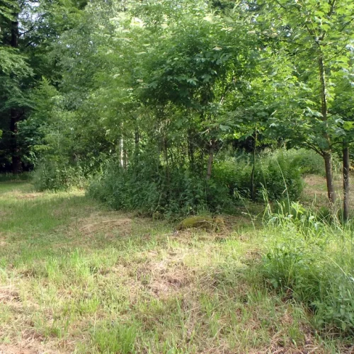 Waldweg zu den Grabbäumen