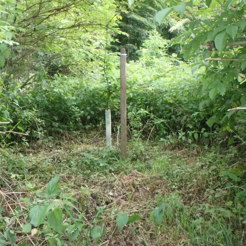 Neu gepflanzter Baum