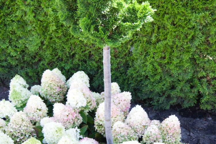 Einzelgrab mit Liegestein